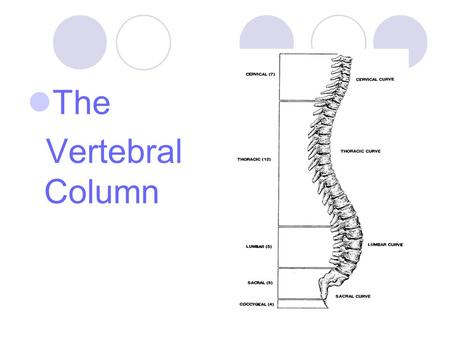 The Vertebral Column.