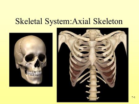 Skeletal System:Axial Skeleton