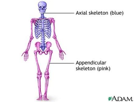 It’s a bird…It’s a Plane…No, it’s a Sphenoid - Articulates w/ every cranial bone - Joins cranial & facial bones - Protects the pituitary gland.