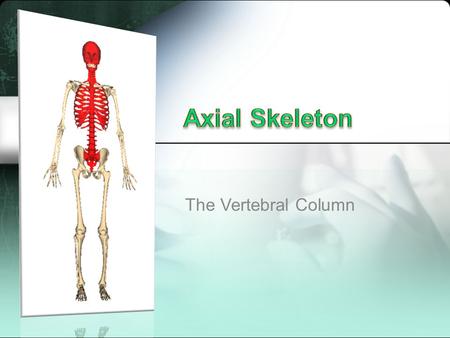 The Vertebral Column. Extends from skull (supports the skull) to the pelvis (distributes weight to lower limbs) Five sections: cervical, thoracic, lumbar,