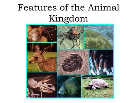 Features of the Animal Kingdom