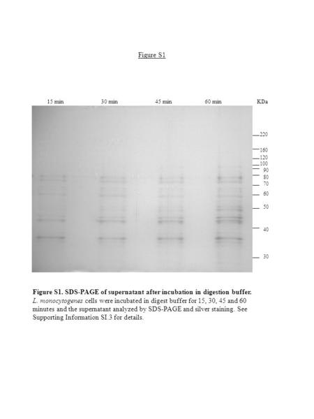 220 160 120 100 90 80 70 60 50 40 30 15 min 30 min 45 min 60 min KDa Figure S1. SDS-PAGE of supernatant after incubation in digestion buffer. L. monocytogenes.