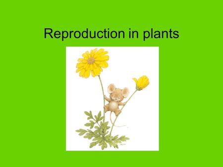 Reproduction in plants. Can be sexual or asexual Asexual – budding, bulbs and rhizomes – vegetative growth by mitosis only – no diversity as genes are.