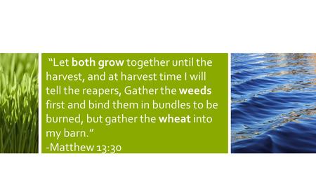 “Let both grow together until the harvest, and at harvest time I will tell the reapers, Gather the weeds first and bind them in bundles to be burned, but.