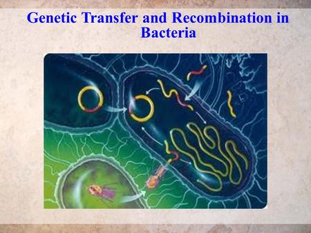 Genetic Transfer and Recombination in Bacteria