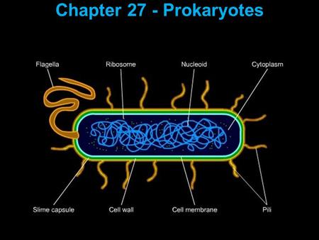 Chapter 27 - Prokaryotes. Structural features: Chapter 27 - Prokaryotes Structural features: Nearly all have a cell wall.