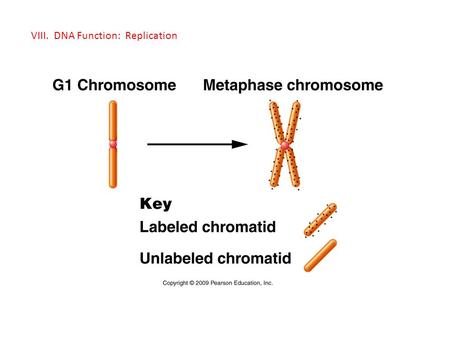 VIII. DNA Function: Replication. A. Recap - occurs in the S-phase of Interphase - unreplicated chromosomes, each consisting of a complementary double-