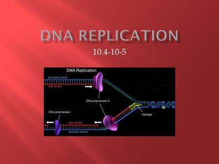 10.4-10-5. 1. The parent DNA molecule is split into two 2. New nucleotides are added to each of the two DNA strands 3. The base pairing rules determine.