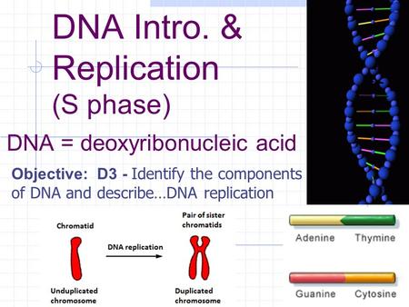 DNA Intro. & Replication (S phase) DNA = deoxyribonucleic acid Objective: D3 - Identify the components of DNA and describe…DNA replication.