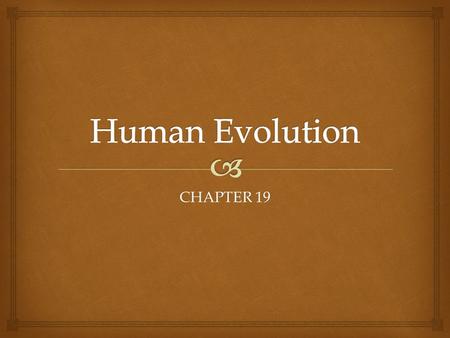 CHAPTER 19.   Primates -Lemurs, tarsiers, monkeys, apes  Adapted for a arboreal (in trees) lifestyle  Limber shoulder and hip joints for moving in.