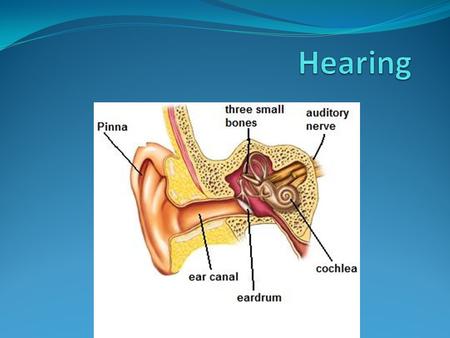 HEARING Do you know how you are able to hear your phone ringing? A baby crying? Leaves rustling? Sound travels through the air in waves. It is caused.