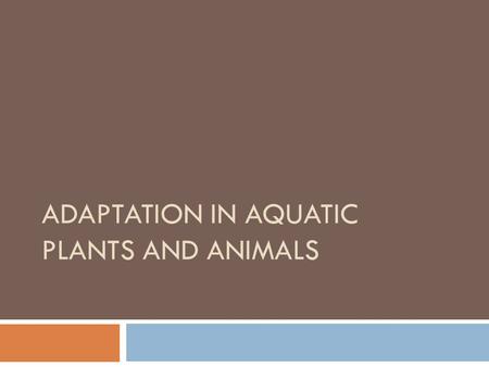 ADAPTATION IN AQUATIC PLANTS AND ANIMALS