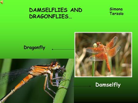 Dragonfly DAMSELFLIES AND DRAGONFLIES… Simona Terzolo Damselfly.