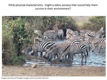 What physical characteristics might a zebra possess that would help them survive in their environment? Image courtesy of Google Images and are public domain.