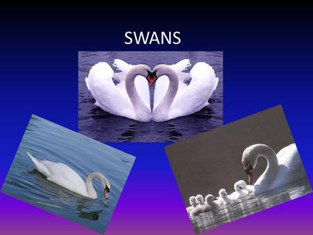 SWANS CONTENS: Swans home SLEEP(zzzzzzzz) DO? EAT SWANS.