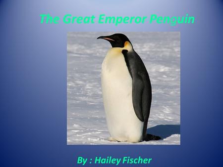 The Great Emperor Penguin By : Hailey Fischer. General Information My animal is a bird. The scientific name is Aptenodytes forstieri. The life span of.