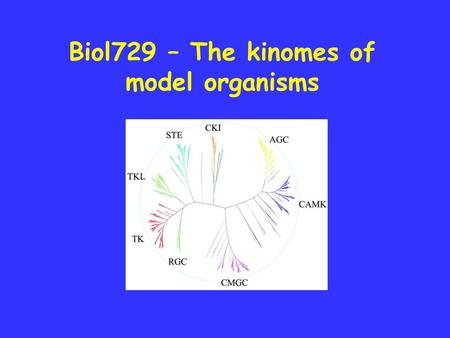 Biol729 – The kinomes of model organisms. Phylogenetic comparison of the human kinome with those of yeast ( S. cerevisiae), worm (C. elegans) and fly.