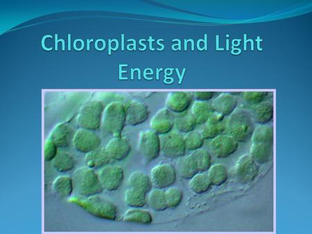 Chloroplasts and Light Energy