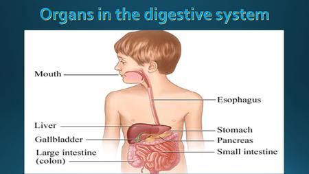 Food begins its journey through the digestive system in the mouth, also known as the oral cavity Teeth chop food into small pieces, which are moistened.