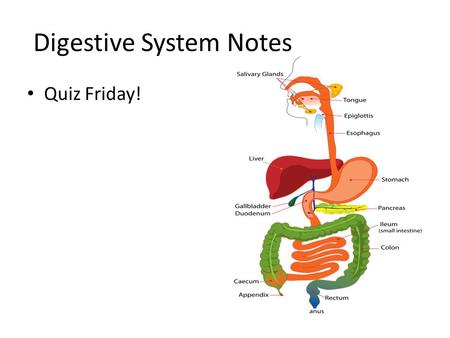 Digestive System Notes