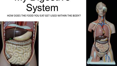 My Digestive System HOW DOES THE FOOD YOU EAT GET USED WITHIN THE BODY?