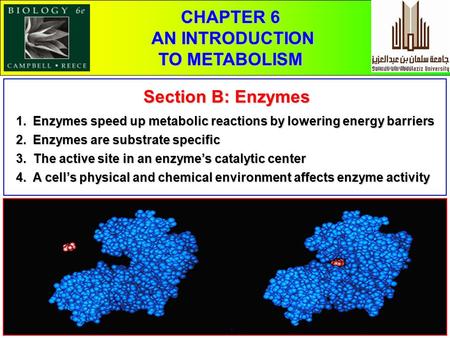 1 CHAPTER 5 THE STRUCTURE AND FUNCTION OF MACROMOLECULES Pages 96 - 103 CHAPTER 6 AN INTRODUCTION TO METABOLISM Section B: Enzymes 1.Enzymes speed up metabolic.