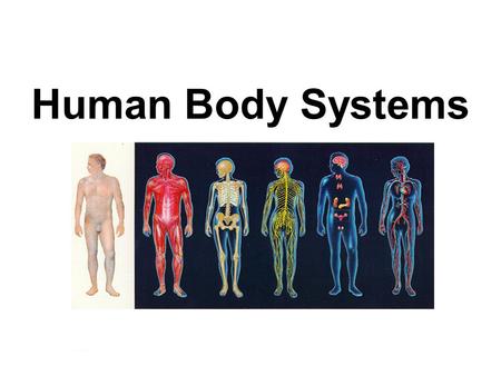 Human Body Systems.