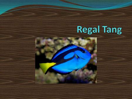 Regal Tang.