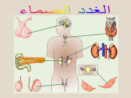 الغدد الصماء.