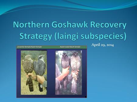 April 29, 2014. Overview History of planning Schedule for Recovery Strategy Issues of Concern to Operations.