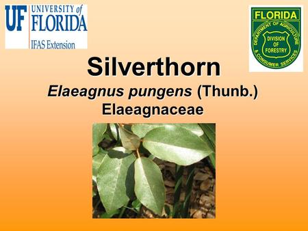 Silverthorn Elaeagnus pungens (Thunb.) Elaeagnaceae.