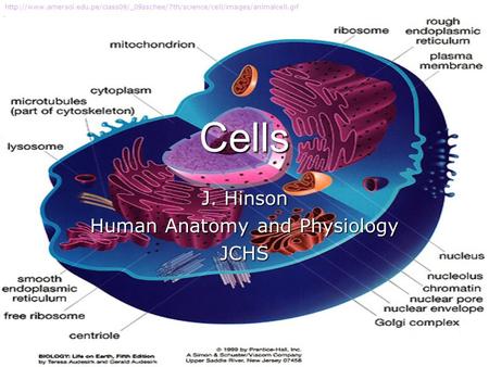 Cells J. Hinson Human Anatomy and Physiology JCHS