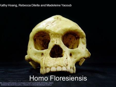 Homo Floresiensis Kathy Hoang, Rebecca Dilella and Madeleine Yacoub Figure One: Skull - Science Photo Library Source: