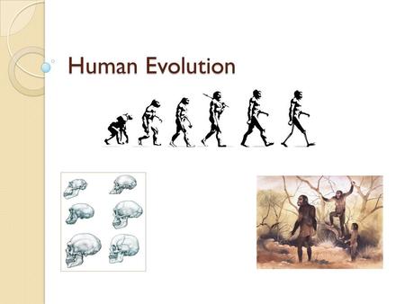 Human Evolution.