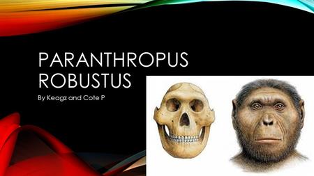 Paranthropus robustus