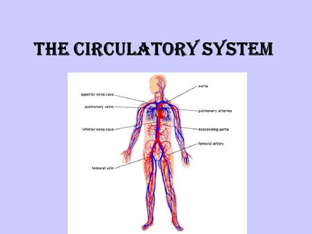 THE CIRCULATORY SYSTEM