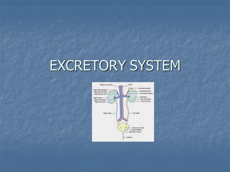 EXCRETORY SYSTEM. EXCRETION The process of removal of metabolic wastes from the body.