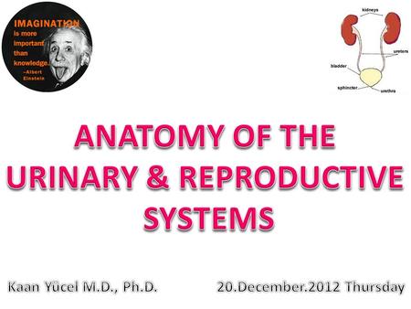 URINARY & REPRODUCTIVE