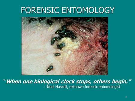 FORENSIC ENTOMOLOGY “When one biological clock stops, others begin.”