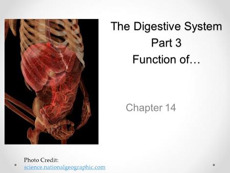 The Digestive System Part 3 Function of… Chapter 14 Photo Credit: science.nationalgeographic.com science.nationalgeographic.com.