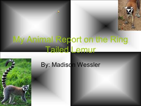 My Animal Report on the Ring Tailed Lemur By: Madison Wessler.