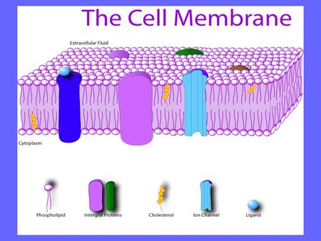 Phospholipids are a class of lipids and are a major component of all biological membranes. They produce tiny pores which can allow simple diffusion and.