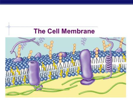 AP Biology 2010-2011 The Cell Membrane Gr.12 Biology Overview  Cell membrane separates living cell from nonliving surroundings  thin barrier = 8nm.