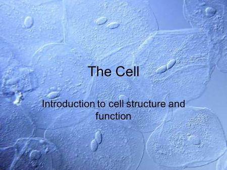 The Cell Introduction to cell structure and function.