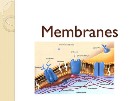 Membranes. Introduction Properties attributed to living organisms (movement, growth etc) depend on membranes All membranes – same general structure (lipid.