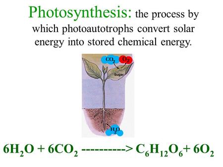 Photosynthesis: the process by which photoautotrophs convert solar energy into stored chemical energy. 6H 2 O + 6CO 2 ----------> C 6 H 12 O 6 + 6O 2.