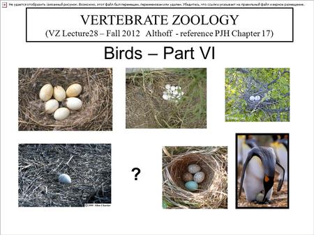 Birds – Part VI VERTEBRATE ZOOLOGY (VZ Lecture28 – Fall 2012 Althoff - reference PJH Chapter 17) Bill Horn ?