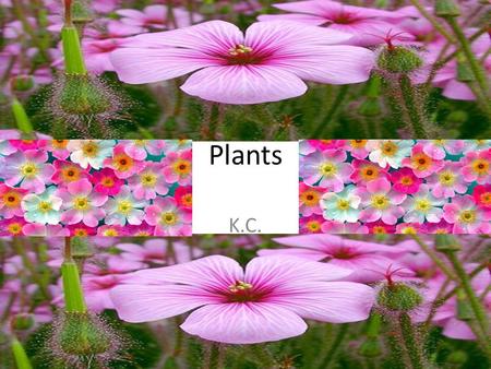 Plants K.C..