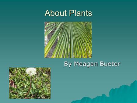 About Plants By Meagan Bueter By Meagan Bueter. Parts of a plant The flower is the part of the plant that attracts insects. It also makes the seeds. The.