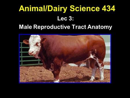 Lec 3: Male Reproductive Tract Anatomy